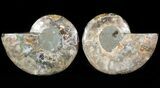 Sliced Fossil Ammonite Pair - Agatized #46508-1